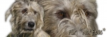 Spardose Irischer Wolfshund (Irish Wolfhound) #1